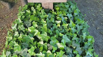 Grab auf dem Inneren Matthäusfriedhof