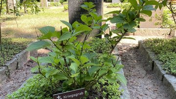 Gräber von KZ-Häftlingen